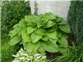 hosta